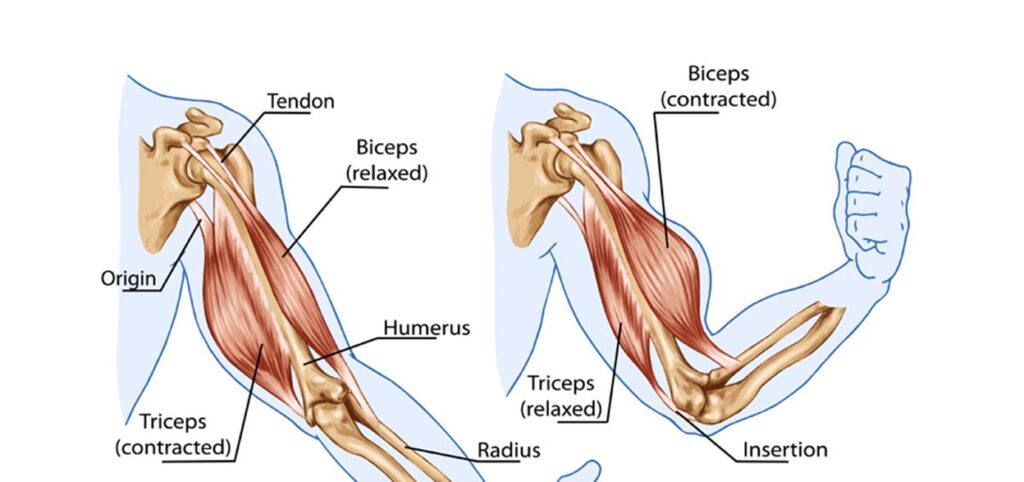 muscles used in arm wrestling